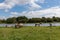 Konik breed horses grazing next to a lake in the natural park Eijsder Beemden