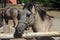 Konik Equus ferus caballus, a Polish horse