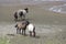 Konik at the floodplain of the Rhine