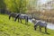 Konik at the floodplain of the Rhine, Netherlands