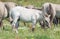 Konik foal with mature wild horses in the background