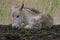 Konik foal resting