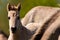 Konik horse foal