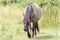 A Konik Horse walks in the grass meadow landscape the Ooijpolder in the Netherlands, Europe