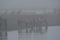 Konik horses on a day with a lot of fog in December in the Oostvaardersplassen in the Netherlands