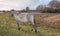 Konik horses in a Dutch nature reserve