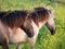 Konik horses and mostard seed in nature reserve