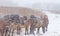 Konik horses in a snow storm