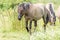 Konik Horses walks in the grass meadow landscape the Ooijpolder