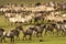 Konik paarden, Konik horses