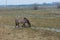 The Konik or the Polish primitive horses grazing in wet field autumn landscape