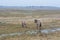 The Konik or the Polish primitive horses grazing in wet field autumn landscape