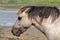 Konik Pony (ferus caballus) portrait