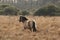 Konik pony at Lopham Fen