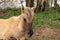 Konik pony at Lopham Fen