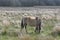 Konik Pony, Redgrave and Lopham Fen, Suffolk, UK