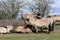 Konik Pony, Redgrave and Lopham Fen, Suffolk, UK