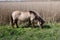 Konik Pony, Redgrave and Lopham Fen, Suffolk, UK