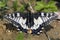 Koninginnenpage, Swallowtail, Papilio machaon