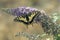 Koninginnenpage, Swallowtail, Papilio machaon