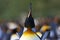 KoningspinguÃ¯n, King Penguin, Aptenodytes patagonicus