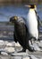 KoningspinguÃ¯n, King Penguin, Aptenodytes patagonicus