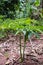 Konjac, amorphophallus, Stanley s water-tub, plant grow