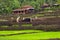 KONKAN, MAHARASHTRA, INDIA, June 2012, Farmers working in farm during monsoon season