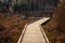 Konstancin-Jeziorna, Poland - Sightseeing footbridge path across reeds and wetlands of Konstancin-Jeziorna Springs Park near