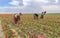Konya, Turkey-March 14 2019: Women workers in tulip fields, tulip farm