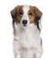 Kooikerhondje dog in front of white background