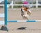 Kooikerhondje dogjumps over an agility hurdle