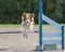 Kooikerhondje jumping over an agility obstacle in agility competition