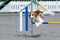 Kooikerhondje jumps over a hurdle on a dog agility course