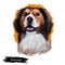 Kooikerhondje, Kooiker dog digital art illustration isolated on white background. Netherlands origin sporting utility gun dog. Pet