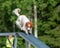 Kooikerhondje running on the boom on a dog agility course