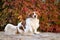 Kooikerhondje is sitting in autumn leaves.