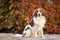 Kooikerhondje is sitting in autumn nature.