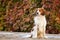 Kooikerhondje is sitting in autumn nature.