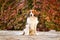 Kooikerhondje is sitting in autumn nature.