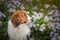 Kooikerhondje is sitting in flowers.