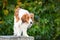 Kooikerhondje is standing on bench.