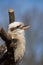 Kookabura sitting on a branch