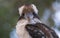 Kookaburra