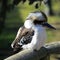 Kookaburra