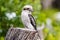 Kookaburra is Australian terrestrial tree kingfishers.