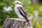 Kookaburra is Australian terrestrial tree kingfishers.