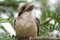 Kookaburra Baby