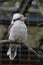 Kookaburra Behind Bars