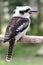 Kookaburra Bird